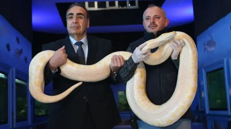Türkiye’ye Kaçak Getirilen Hayvanlar Koruma Altında