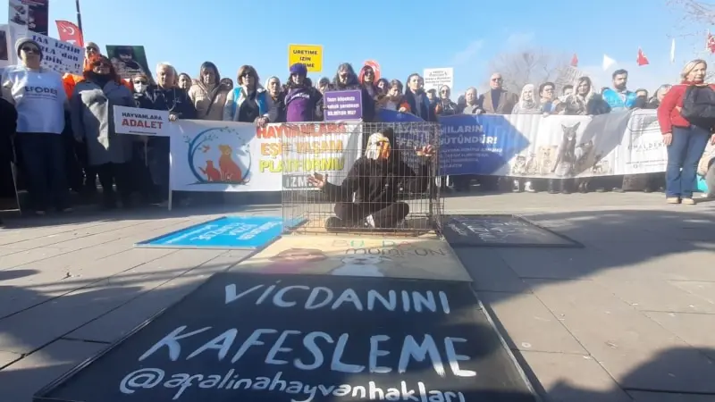 Sokak Hayvanları İçin Bakımevi ve Kısırlaştırma Talebi