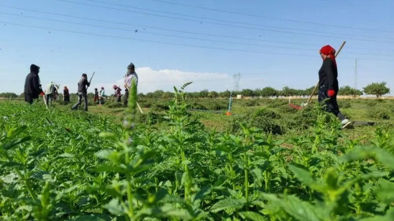 Çocuklar okula devam etmek, kadınlar evlerinde yaşamak istiyor