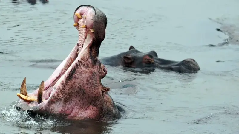Eşi Afrika’da su aygırı saldırısında ölen ABD’li adam Safari şirketine dava açtı