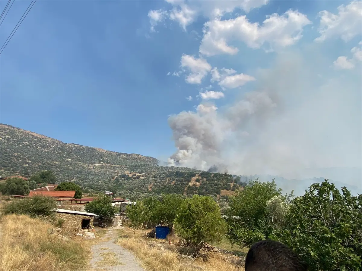 Aydın'da zeytinlik ve otluk alanda yangın çıktı