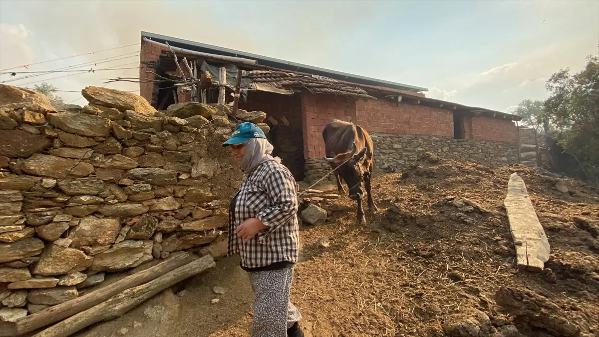 Aydın'da zeytinlik ve otluk alanda çıkan yangın kontrol altına alındı