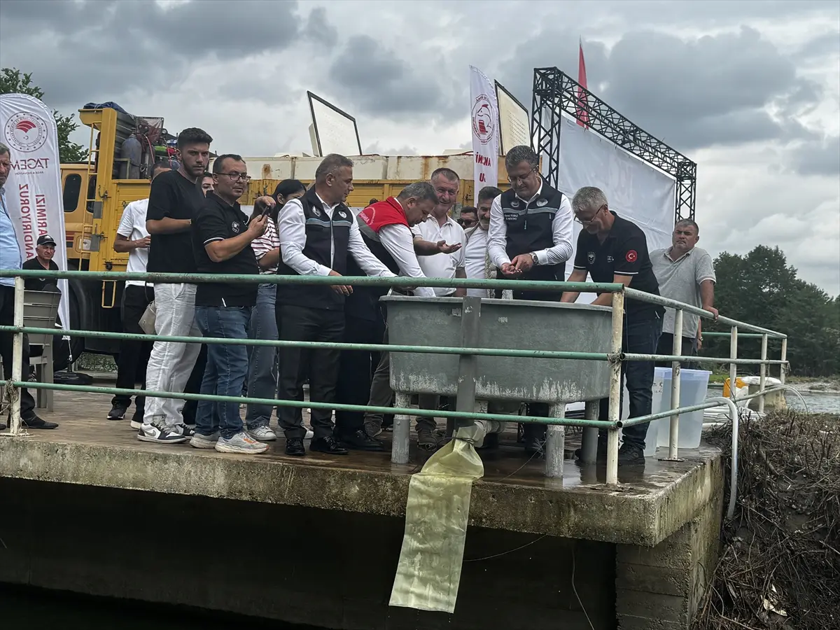 Mersin balığı yavruları Yeşilırmak'a salındı
