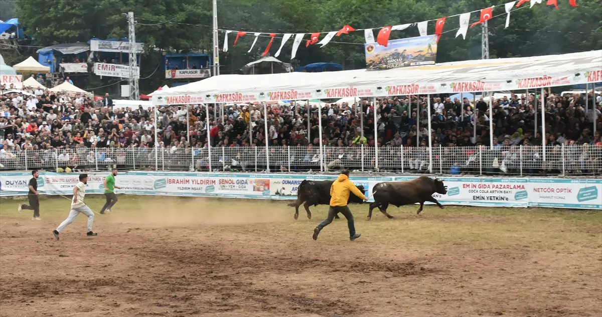 Artvin Festivali Boğa Güreşleriyle Sona Erdi