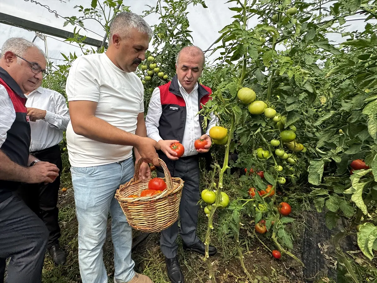 Elazığ'da domates hasadı başladı