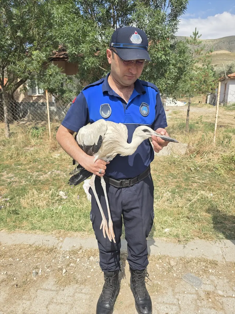 Leylek yavrusu tedavi altına alındı