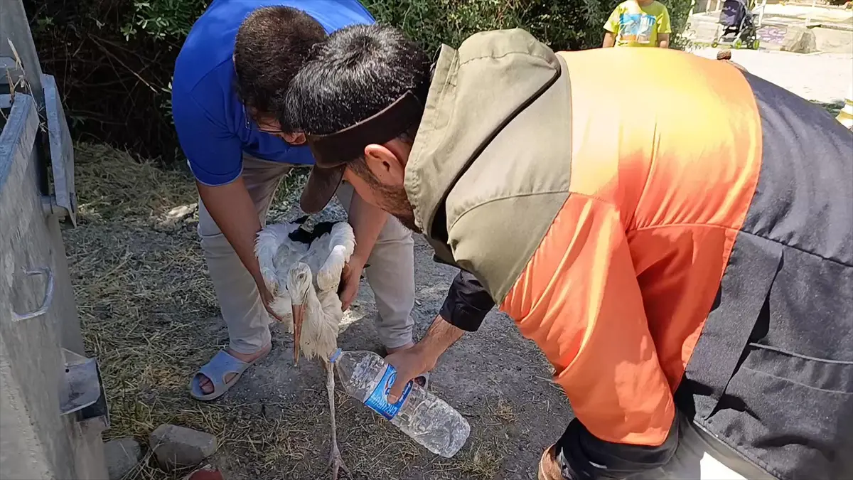 Sivas'ta yaralı leylek yavrusu yuvasına döndü