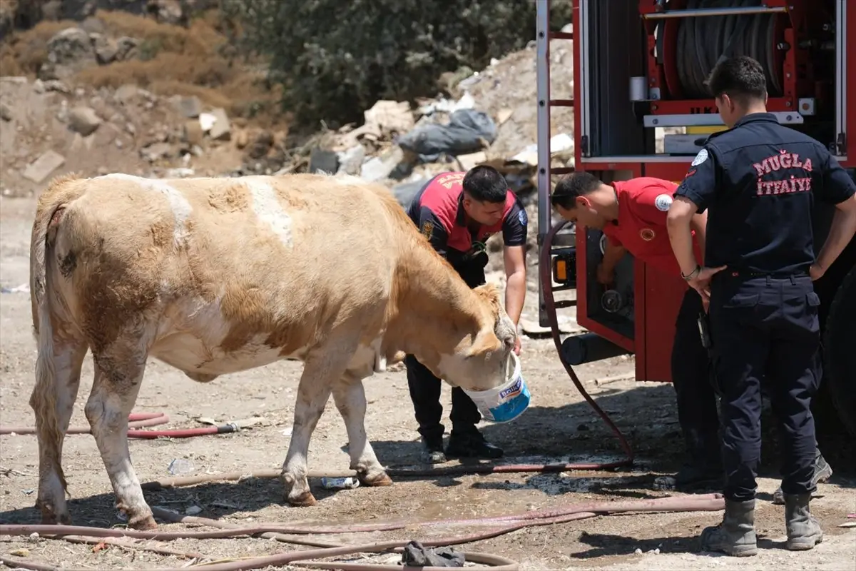 Bodrum İtfaiyesi: Yangın alanındaki ineklere su verdik