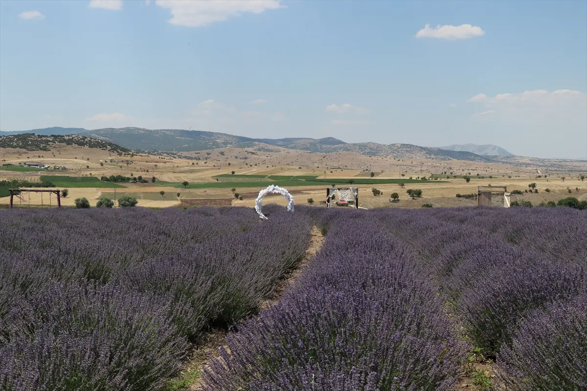 Burdur'da 2. Lavanta Hasat Günleri: Vali Bilgihan çağrısı