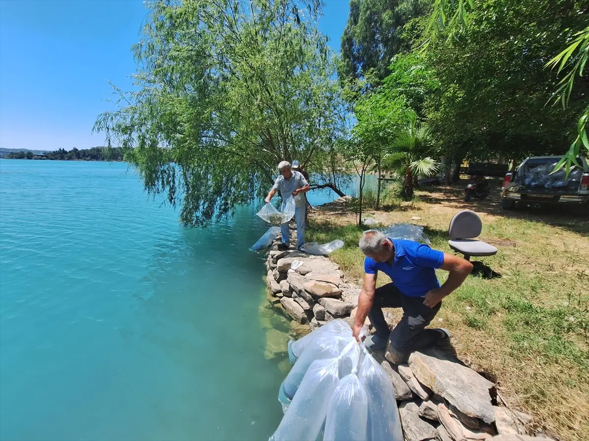 Manavgat iç sularına 400 bin sazan yavrusu bırakıldı