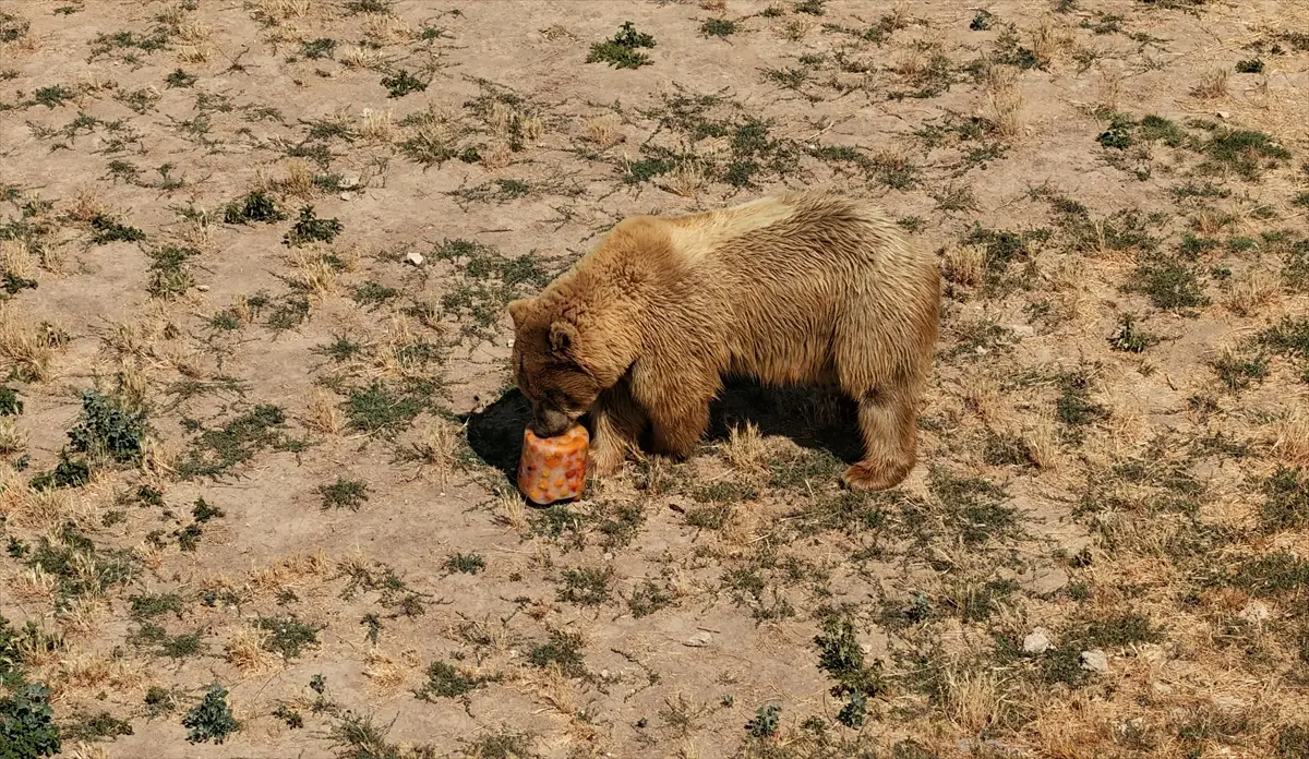 Kayseri Zoo: Special Cooling Cocktails for Animals