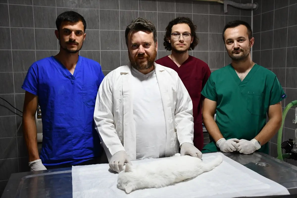 Veterinär Tetik: Mammatumor der Katze Pamuk operativ entfernt
