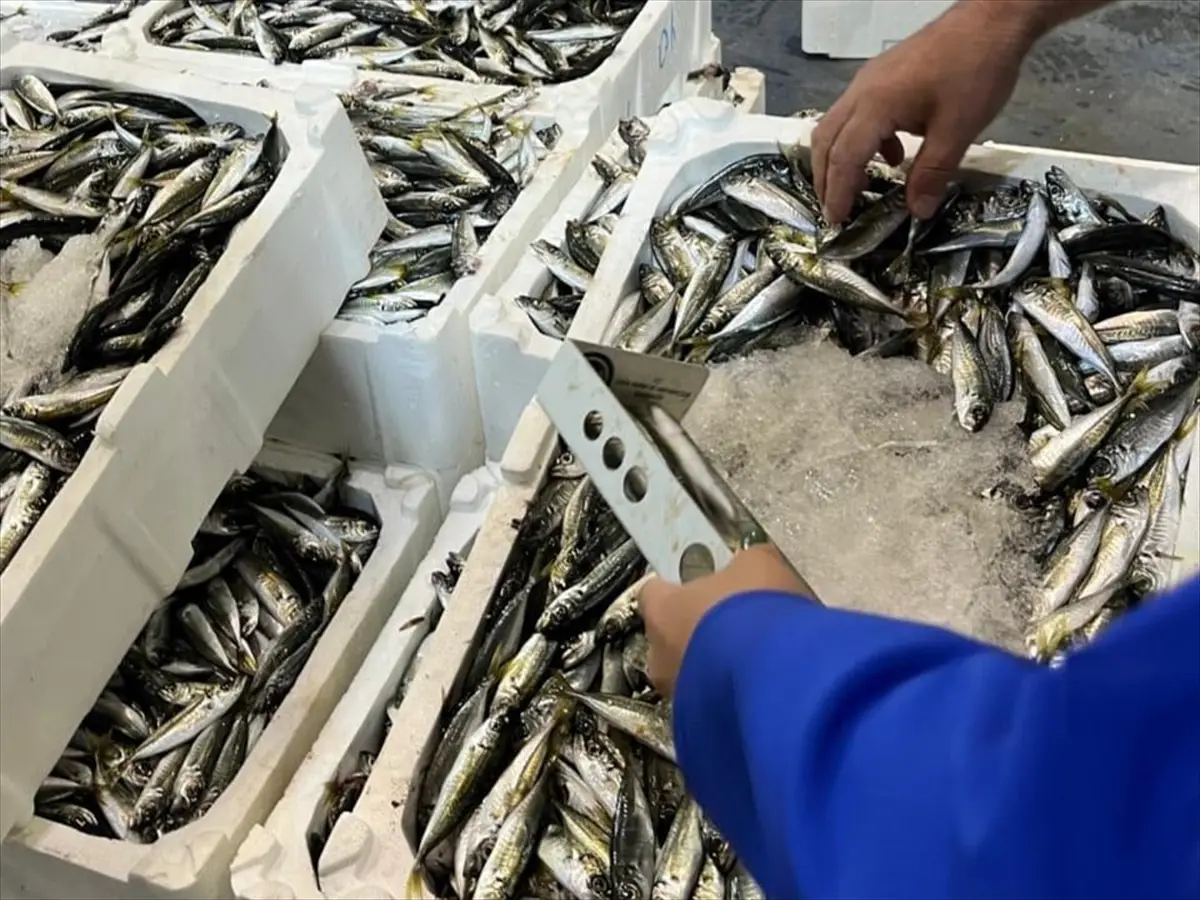 İzmir'de 241 kilogram yasa dışı avlanmış su ürününe el konuldu
