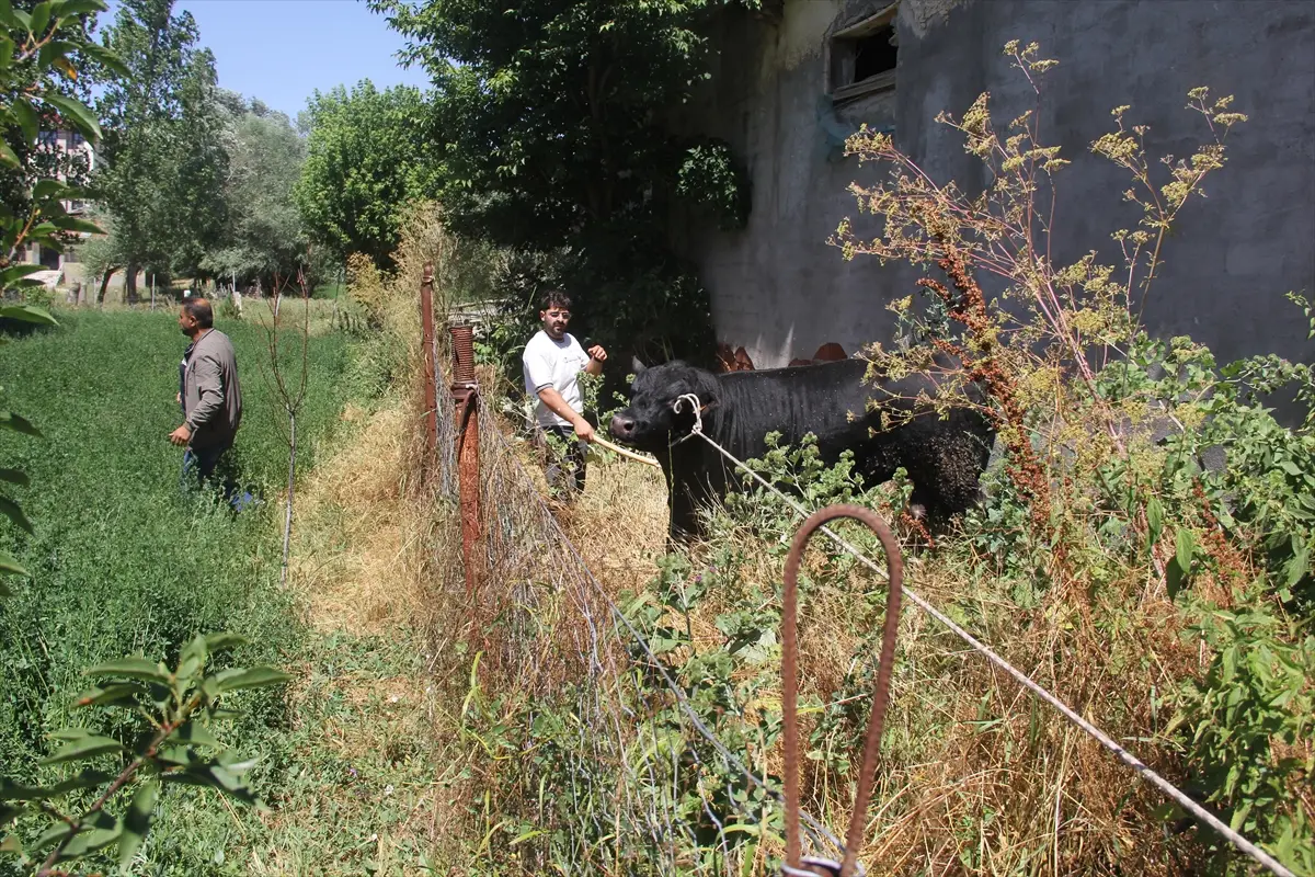 Sivas'ta kaçan angus boğa 2 saatlik kovalamacayla yakalandı