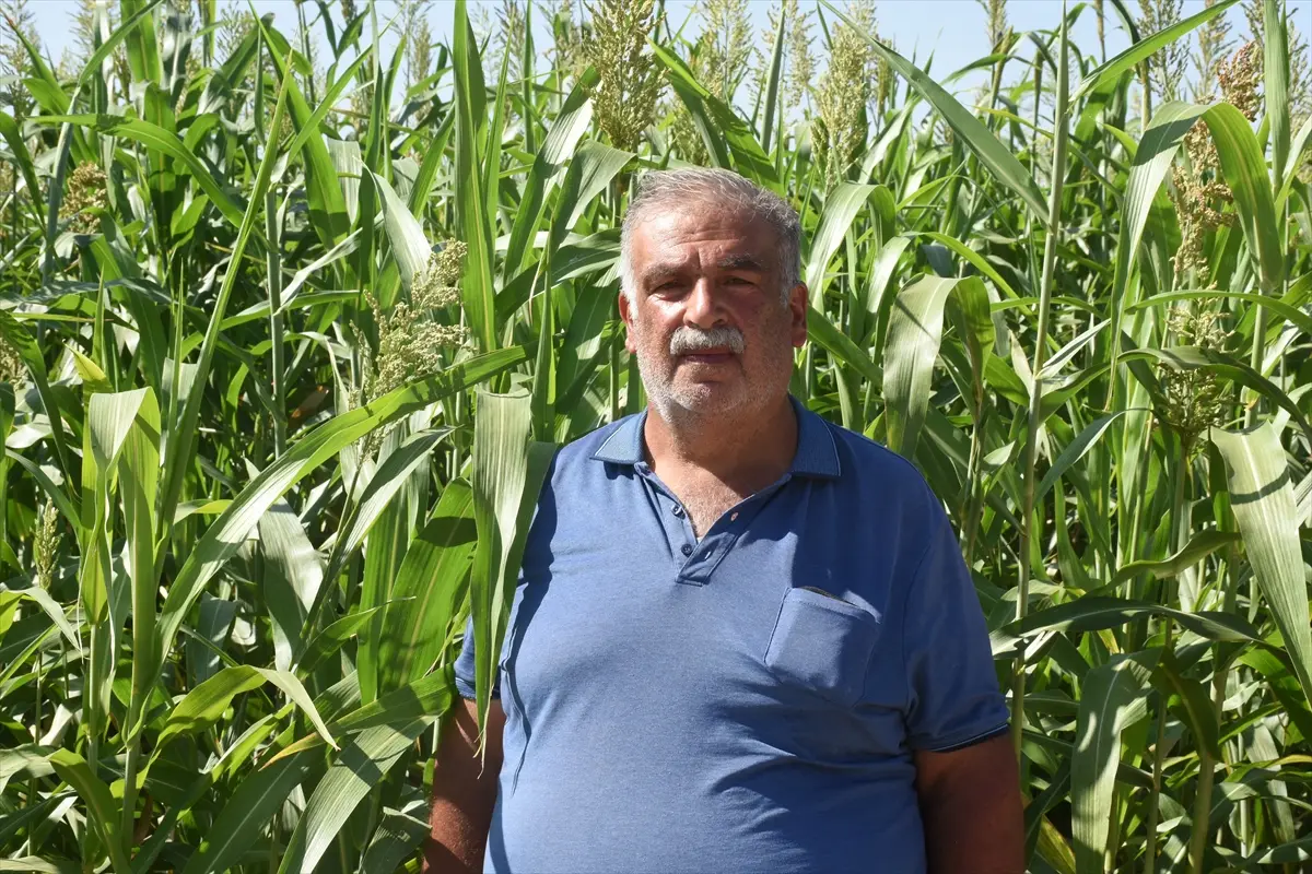 İl Müdürü Akar: Sorgun otu Malatya hayvancılığında alternatif