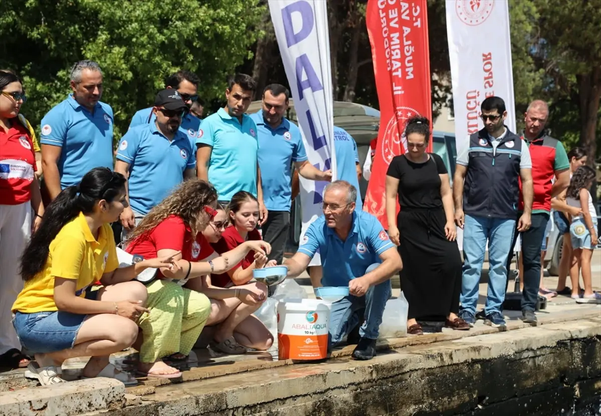 Muğla Köyceğiz Gölü'ne 100 Bin Sazan Yavrusu Bırakıldı