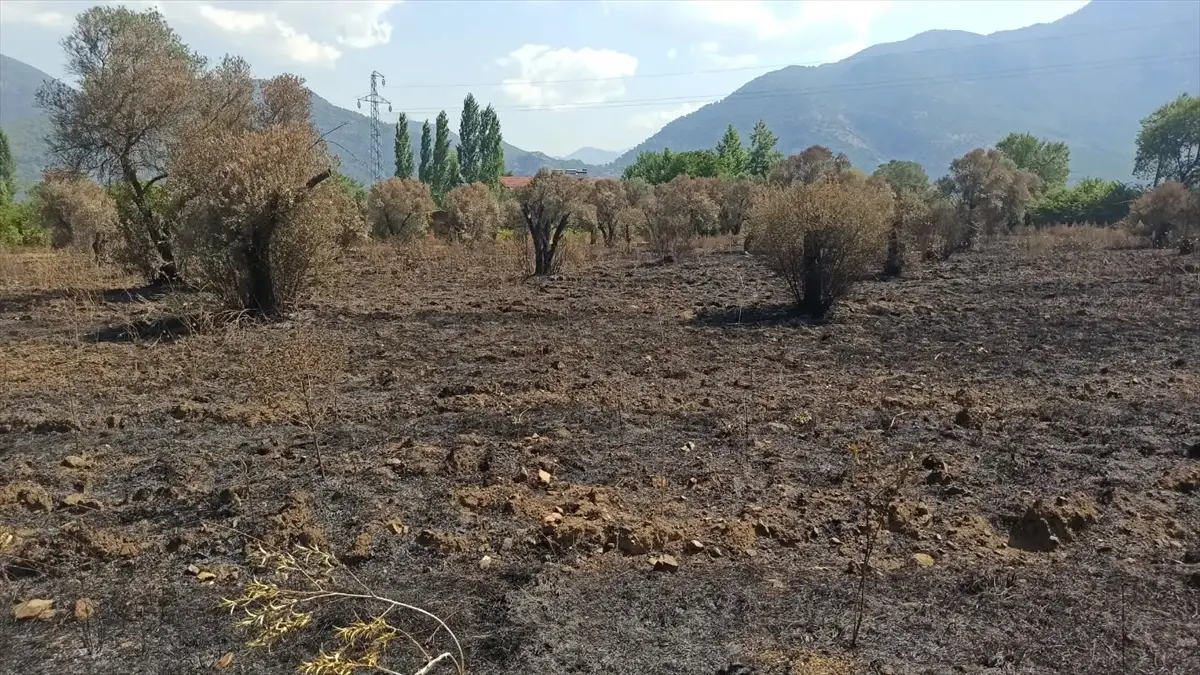 Fethiye yangını: Tarım alanlarında hasar tespiti sürüyor