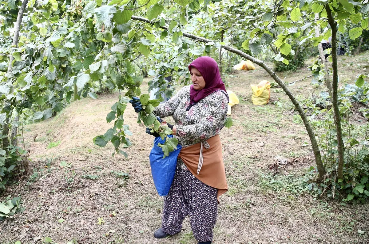 Giresun'da fındık hasadı başladı: Üreticiler bahçelere indi