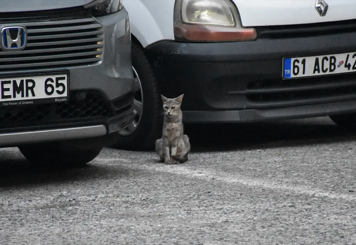 Trabzon'da itfaiye, otomobilde sıkışan yavru kedileri kurtardı