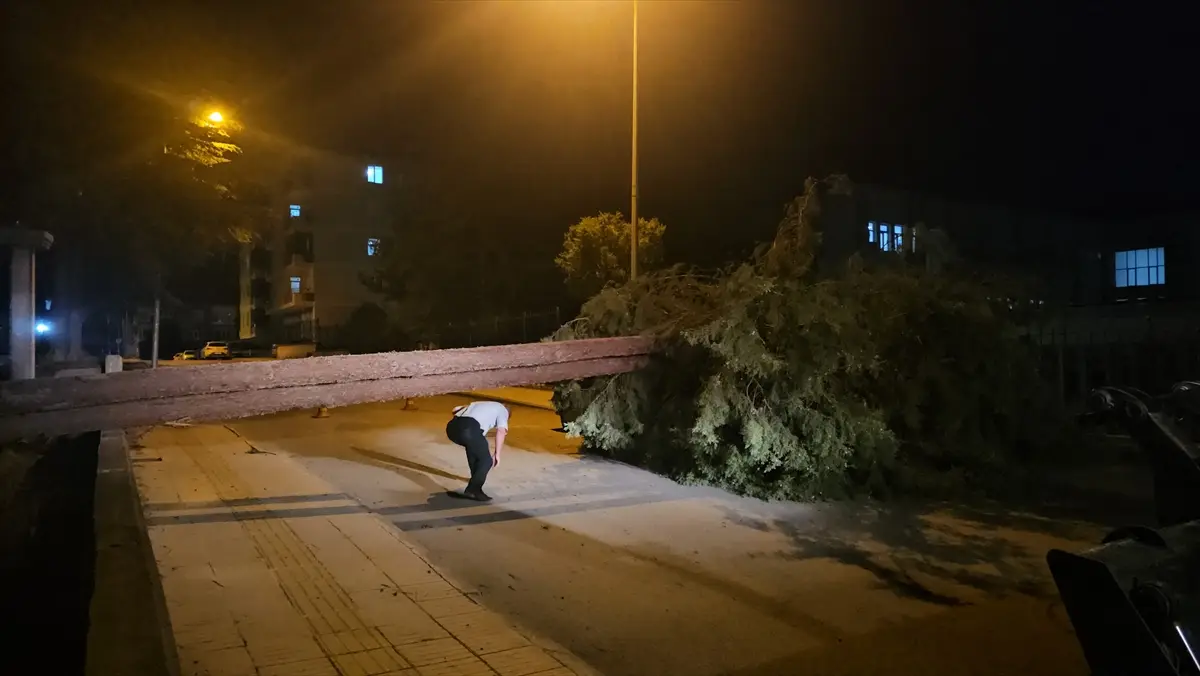Çorum'da rüzgar devirdi: Çam ağacı park halindeki araçlara zarar verdi
