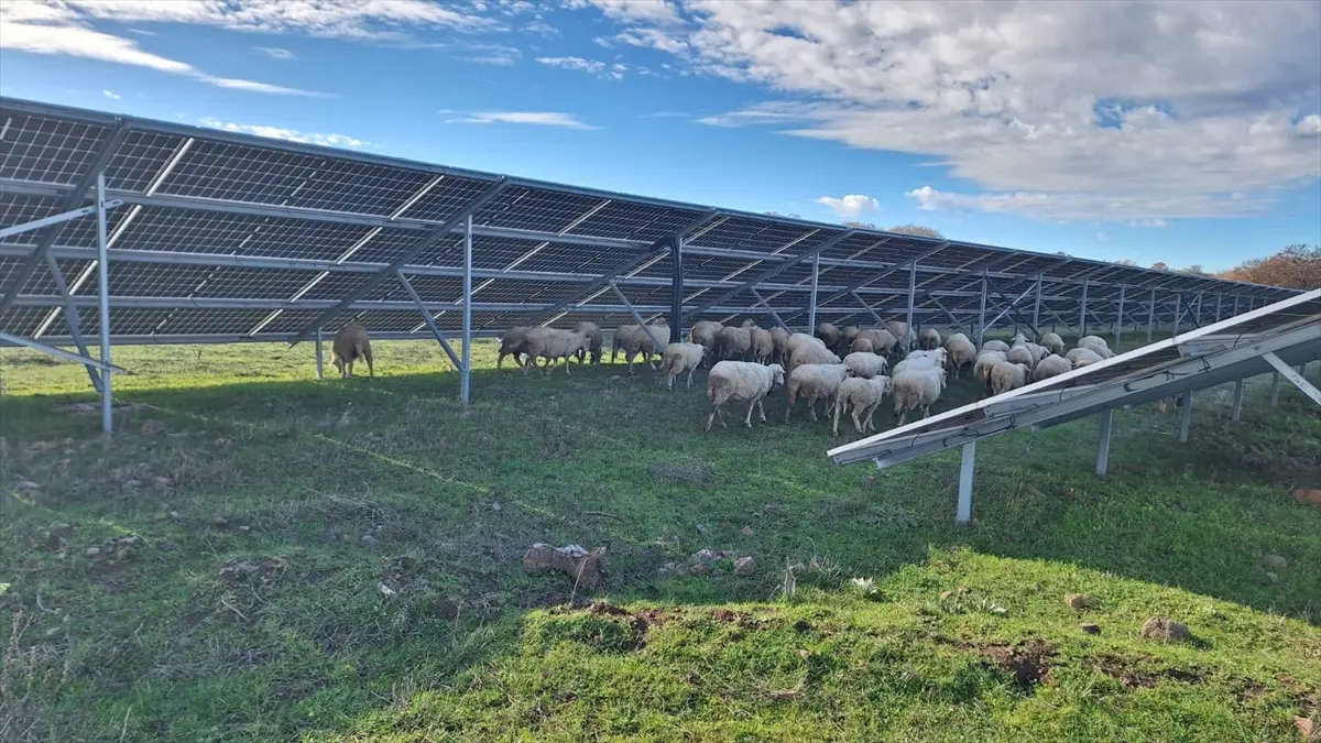 GES'te doğal otlatma karbon salımını 8 ton azalttı