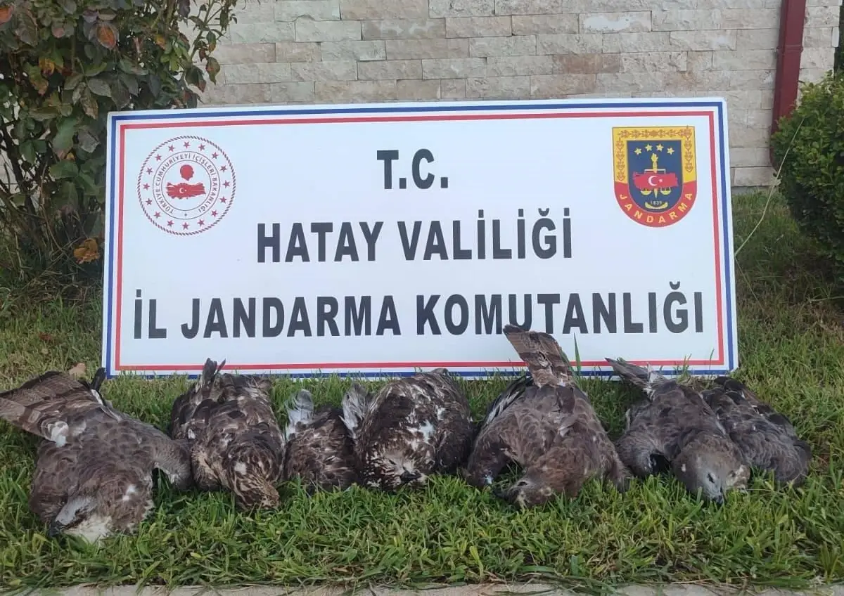 Hatay'da kaçak arı şahini avcısına 1.3 milyon TL ceza