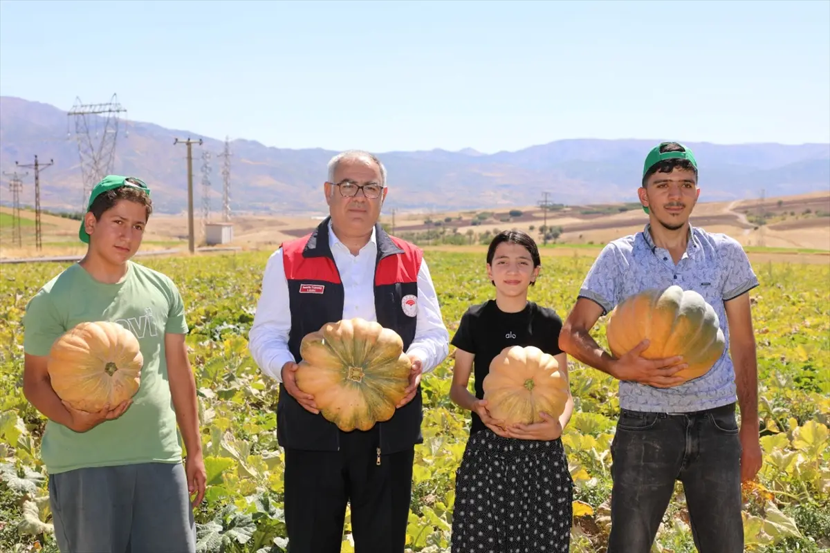Elazığ'da bal kabağı hasadı başladı: 4 bin ton rekolte bekleniyor