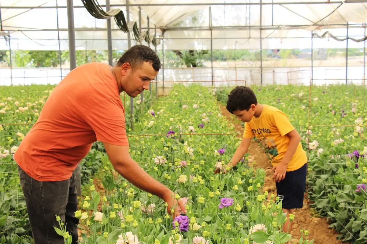 Lisianthus çiçeğini Avrupa'ya ihraç ediyor