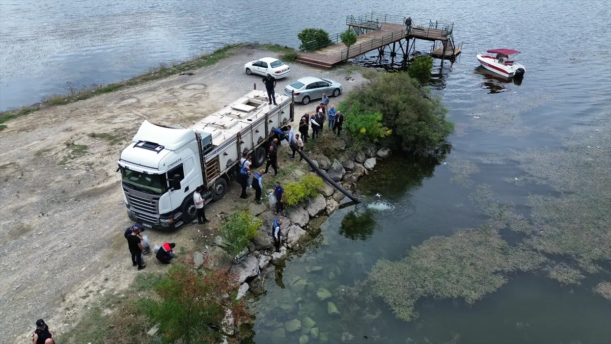 Samsun'da iç sulara 2.4 milyon sazan yavrusu salımı hedefleniyor
