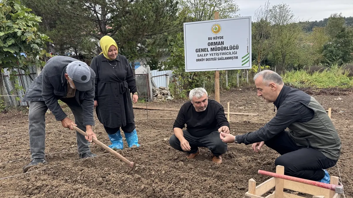 Salep üretimi orman köylülerine alternatif gelir