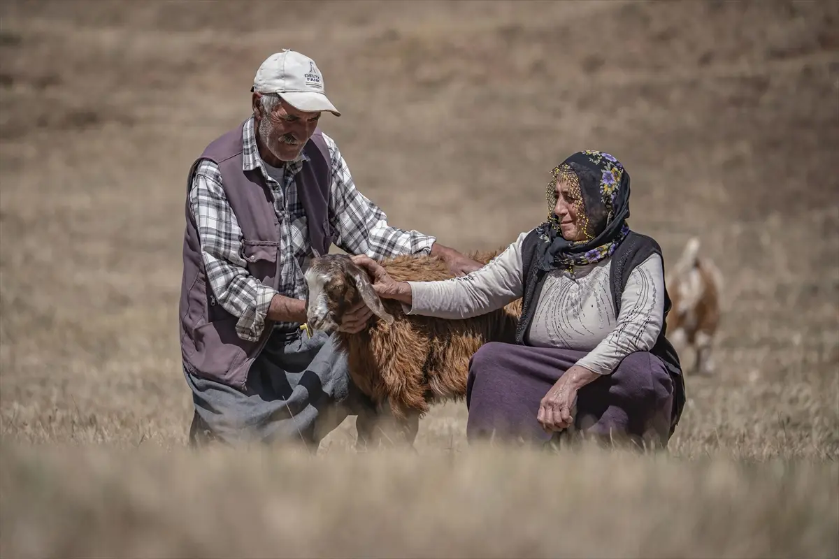Değdaş çifti: Erzurum'da 50 yıldır hayatı ve emeği paylaşıyor