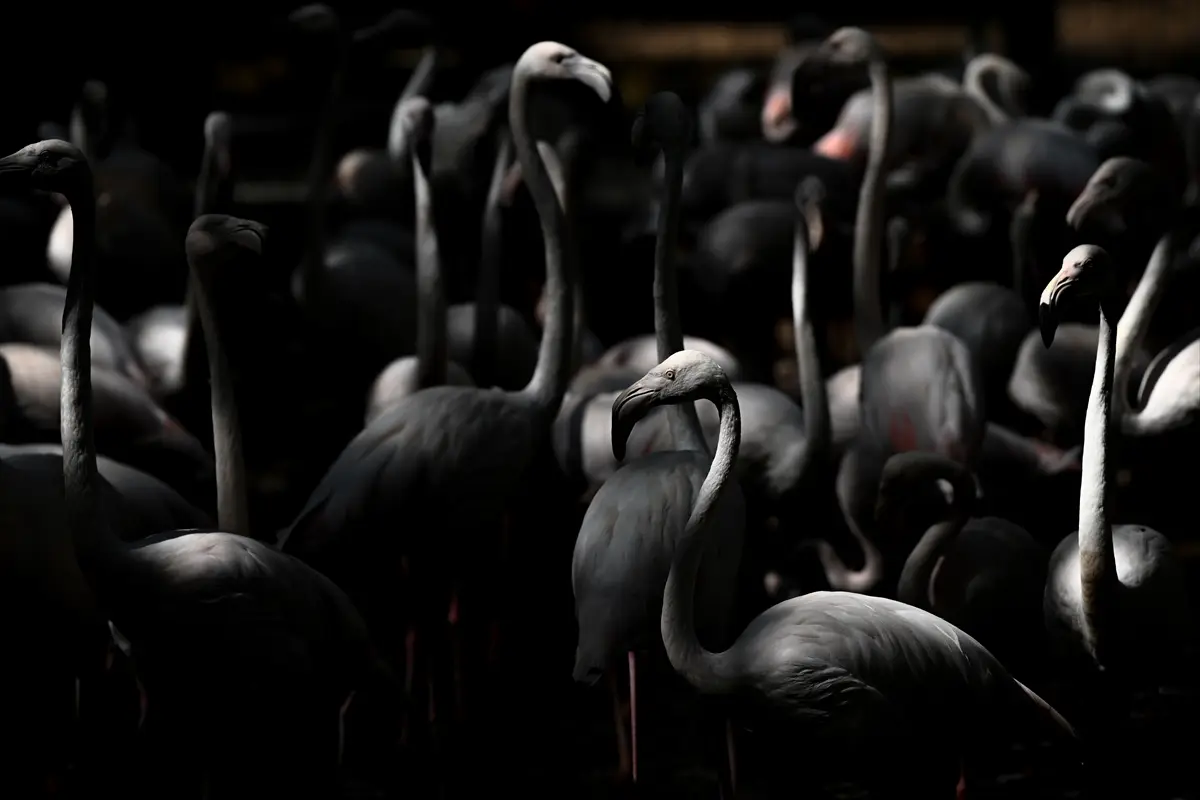Gaziantep Doğal Yaşam Parkı'nda flamingo sayısı 52'ye ulaştı