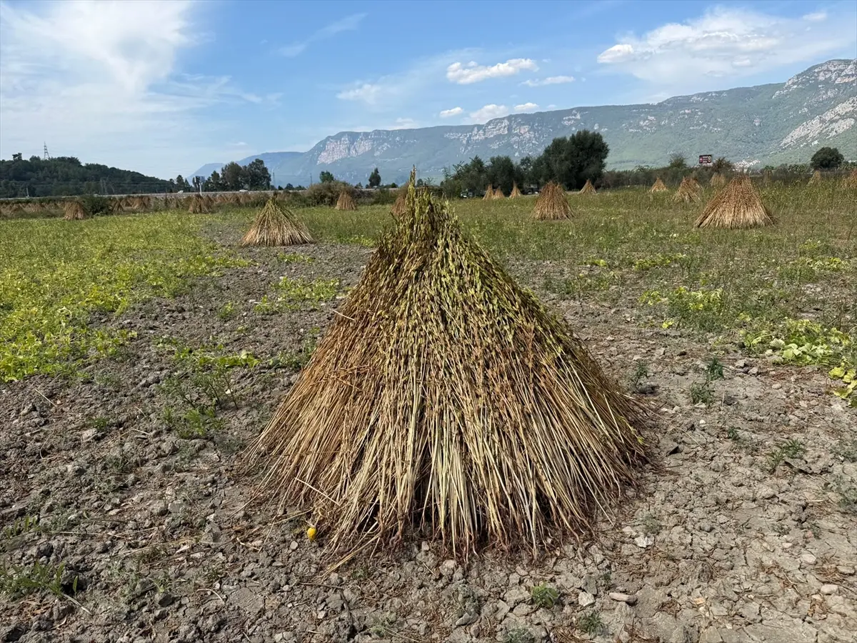 Muğla'da 2. Gökova Susamı Hasat Festivali 3-4 Ekim'de