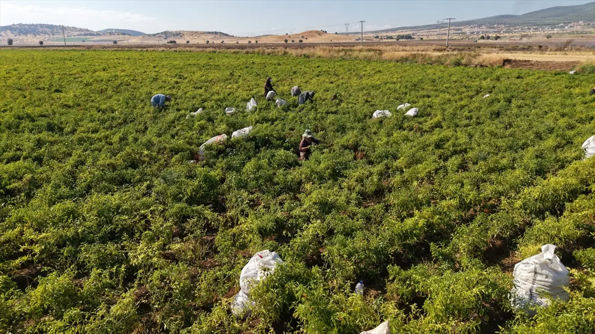 Kahramanmaraş'ta Maraş biberi hasadı başladı