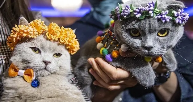 Başkentte 'Kedi Güzellik Festivali' düzenlendi