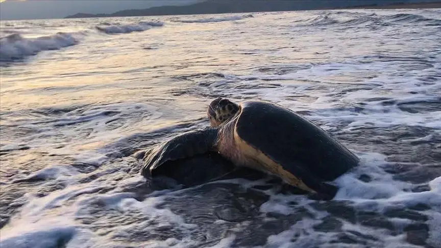 Caretta carettalar İztuzu Plajı'na gelmeye başladı
