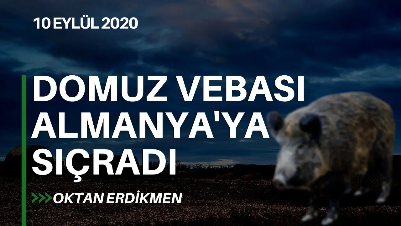 Domuz vebası Almanya'ya sıçradı