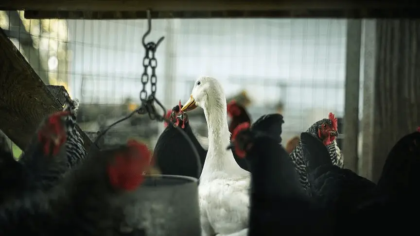 Kümes hayvanlarına 'kuş gribi' karantinası