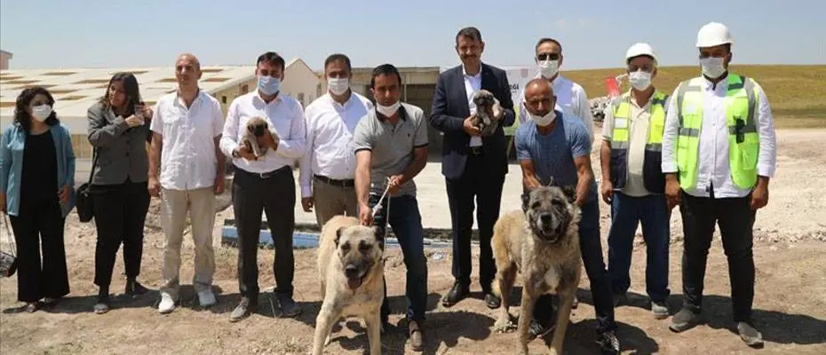 'Anadolu Aslanı' Kangal köpekleri için teknolojik tesis açıldı