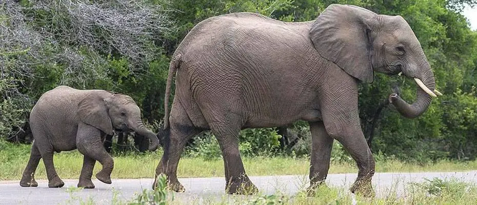 Doğu Afrika'nın yükselen ülkesi Tanzanya, Türk yatırımcıları bekliyor
