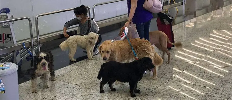 İstanbul Havalimanı'nda ücretsiz evcil hayvan odası