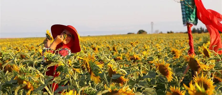 Tekirdağ'da sarıya bürünen ayçiçeği tarlalarında foto safari düzenlendi