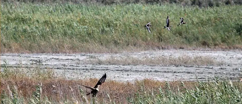 Hatay'daki Mileyha Sulak Alanı'nda bu yıl 3 yeni kuş türü gözlendi