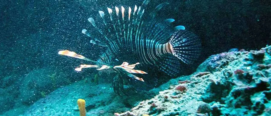 Turizm merkezi Alanya dalış tutkunlarının adresi oldu