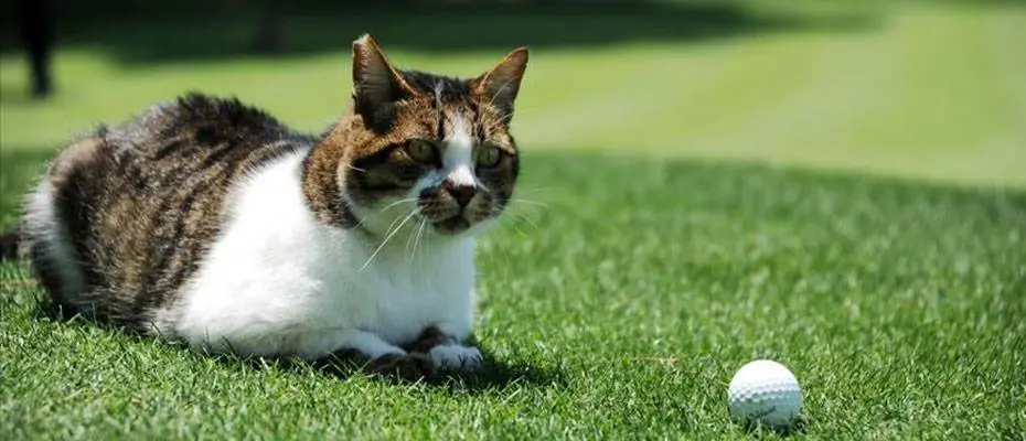 22nci Golf Mad Golf Turnuvası'nda şampiyon Max Kramer oldu