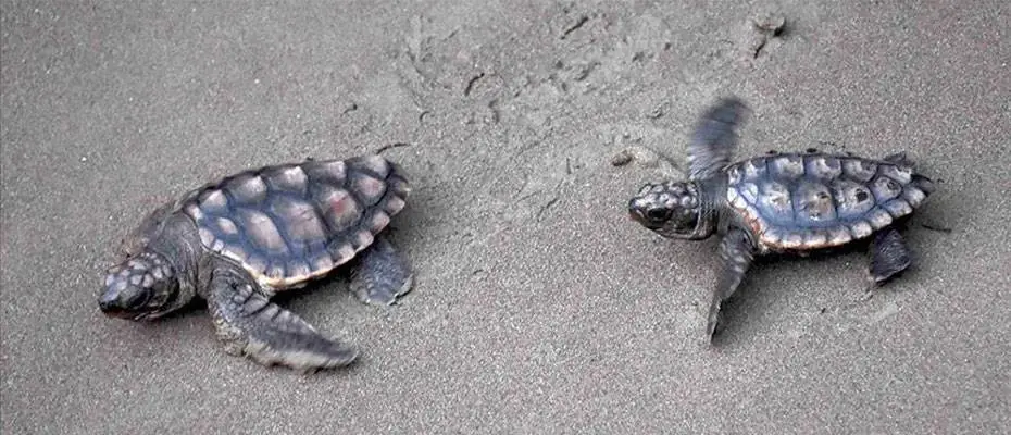 Antalya'da 12 yıldır caretta carettaların yuvalarını koruyor