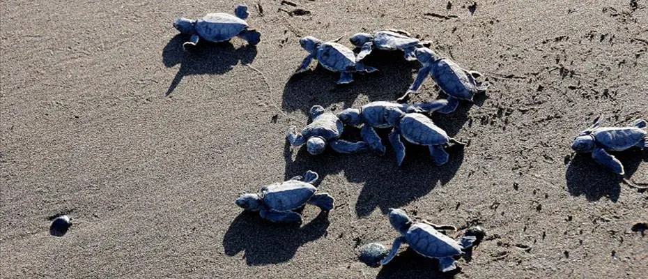 Deniz kaplumbağaları Doğu Akdeniz sahillerine yumurta bırakmaya başladı