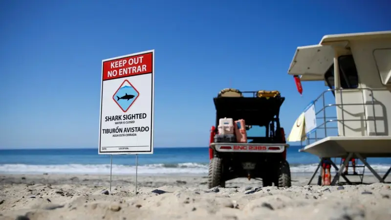 New York Plajlarında Köpekbalığı Paniği
