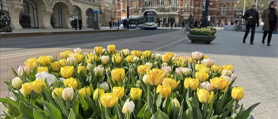Amsterdam'da laleler sokakları süslemeye başladı
