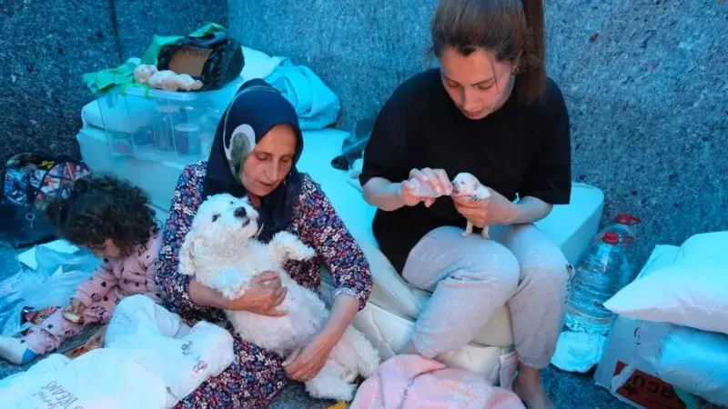 Depremzede Aile Yavru Köpekleri İçin Destek Bekliyor